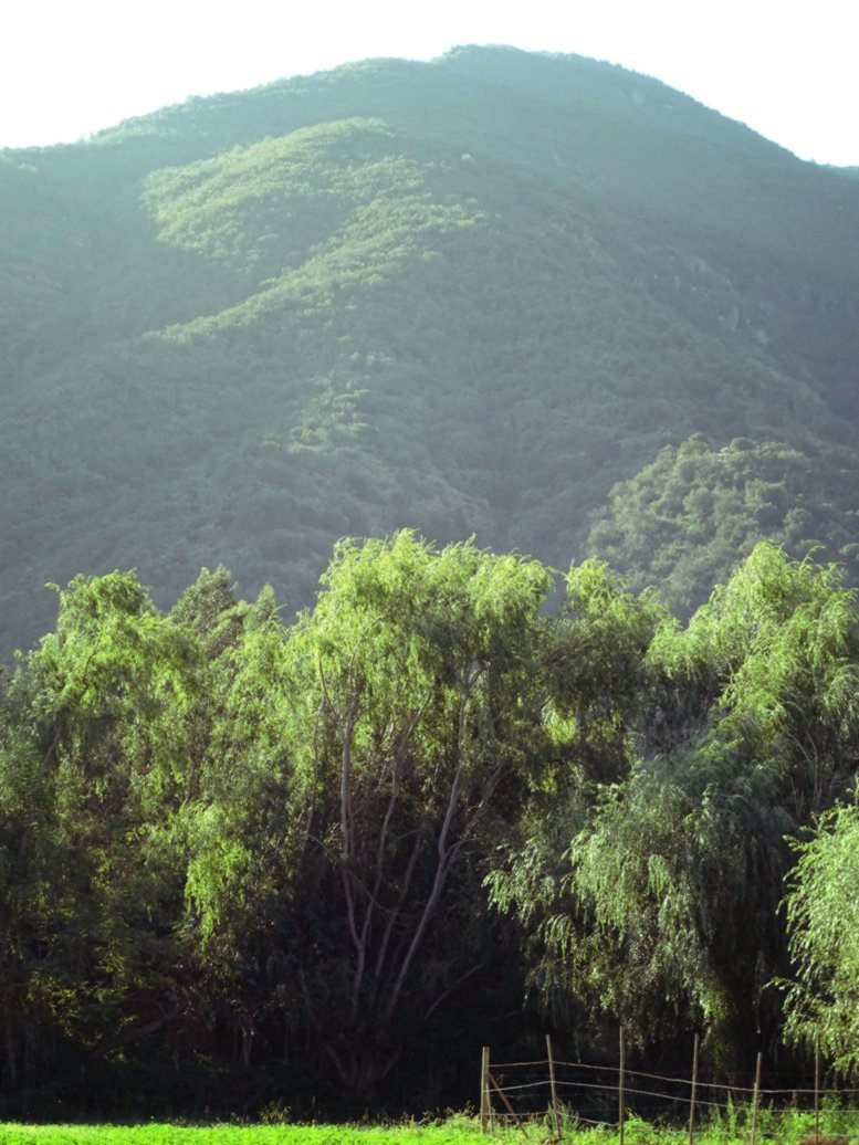 Angostura 1